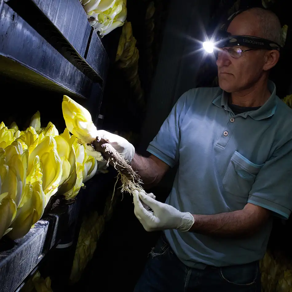 Cikorija v rastlinjaku, cikorija raste v temi, moški z naglavno svetilko preverja napredek rasti