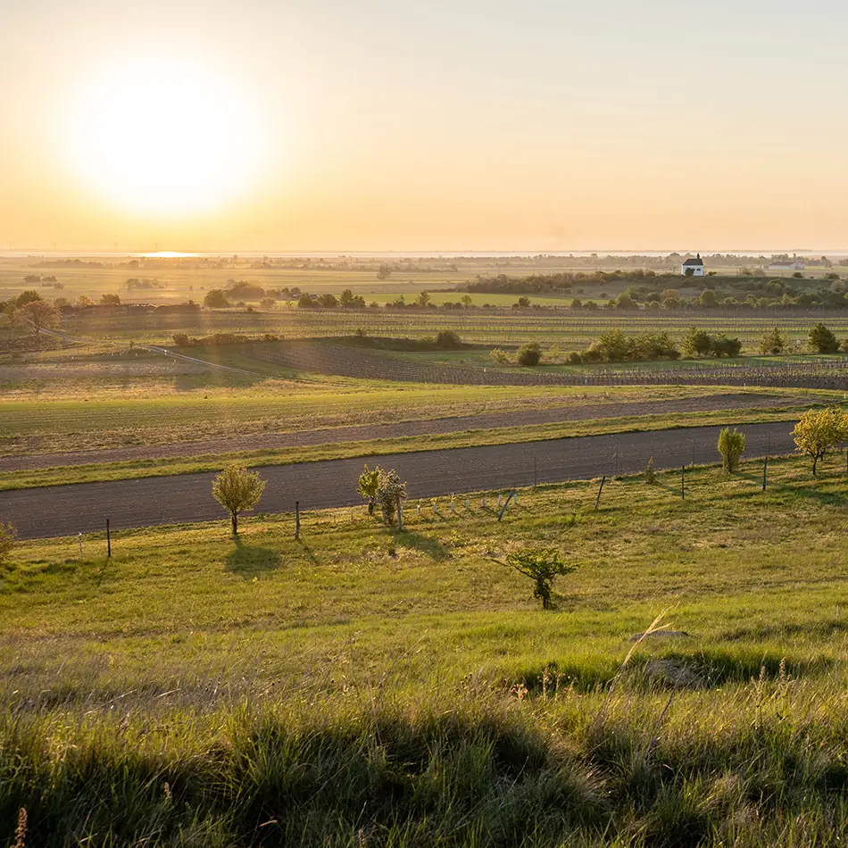 Korenine cikorije kot surovina