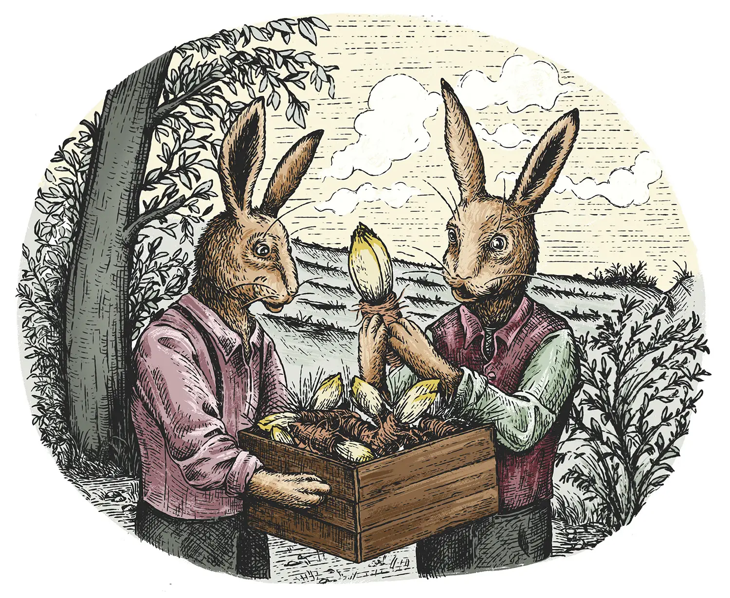 Ilustracija v slogu starih pravljic, črno-bela črta, barvna: Po izkopavanju zajca odkrijeta, da so korenine cikorije pognale nežne, svetlo zelene poganjke.